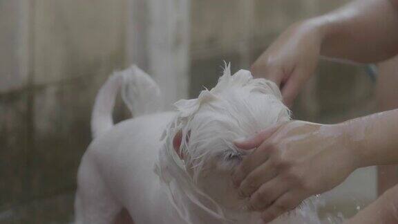 洗可爱的狗
