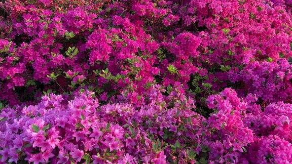 杜鹃花杜鹃花花明亮紫色粉红色