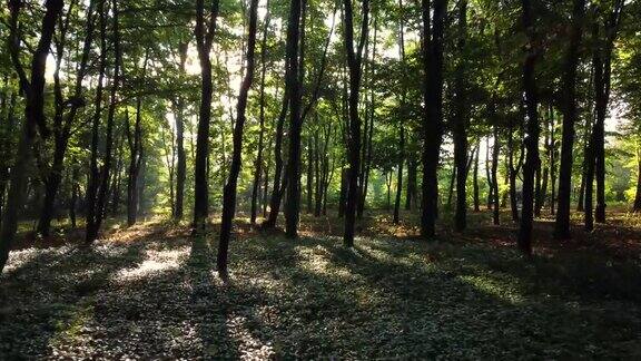 在晨雾中漫步阳光明媚的森林沐浴在初升的阳光里