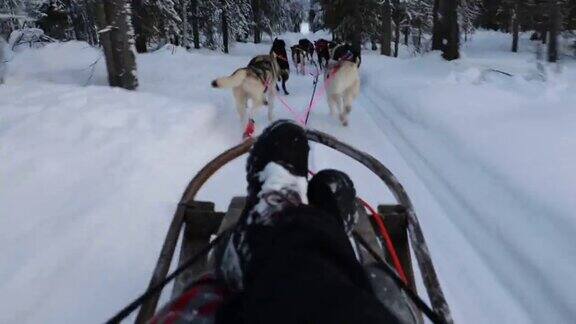 芬兰拉普兰的哈士奇雪橇