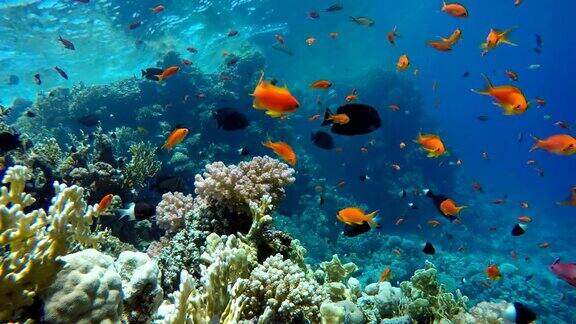 珊瑚礁和美丽的鱼海洋中的水下生物