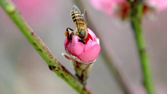 蜜蜂忙着从花中吸取花蜜
