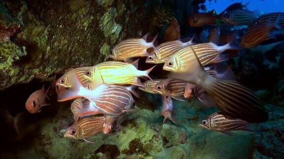 一群在暗礁上觅食的热带鱼