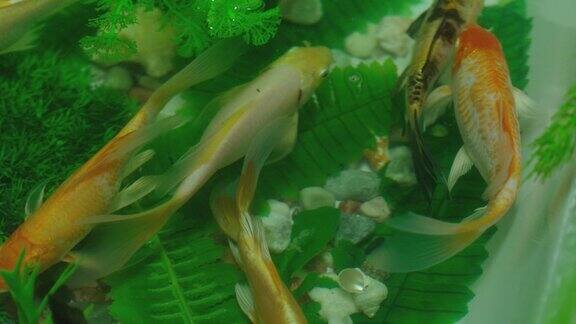 许多色彩鲜艳的鲤鱼或日本锦鲤游动游动在水族馆水下有一群美丽的金鱼美丽奇异的大自然树叶海水里的植物特写慢动作