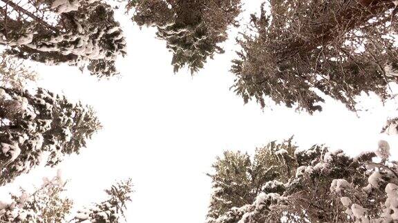 冰雪覆盖的松树树枝在冬季森林