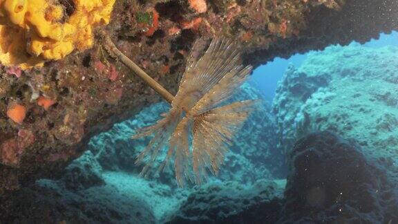管虫风景水下展开翅膀和收集颗粒水扇虫海洋风景