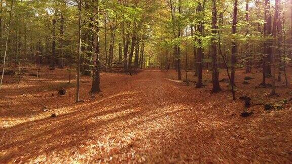 秋天树叶飘落在美丽的瑞典森林里
