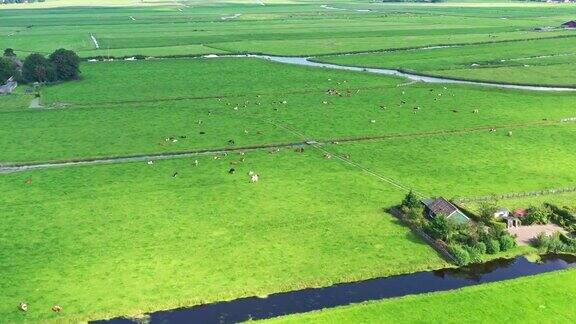 传统的荷兰景观与风车和奶牛在早上