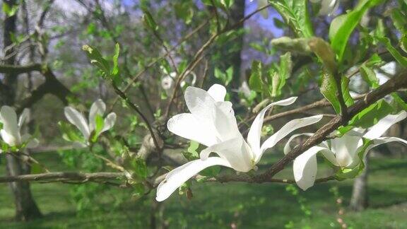 春季玉兰花盛开的特写春天盛开的木兰树枝上有花瓣树上的白玉兰在风中摇曳