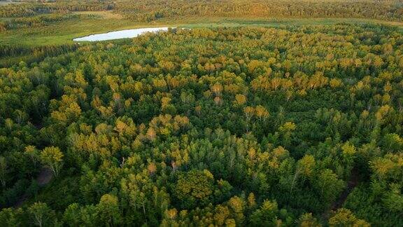 飞越明尼苏达州的一片森林