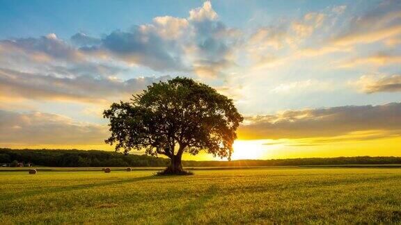 8K云景在一个孤独的树在日出