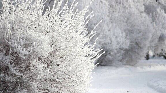冬季景观一个被白雪覆盖的公园美丽的树木覆盖着白霜