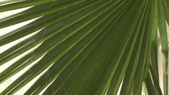 棕榈树的棕榈叶