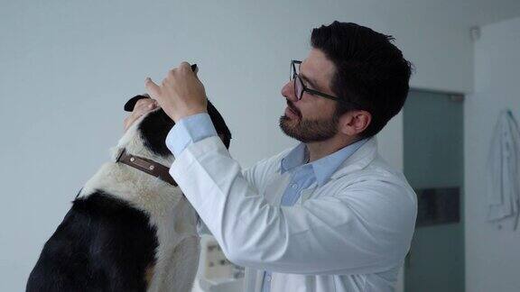 英俊的兽医检查一个混合品种的狗在会诊