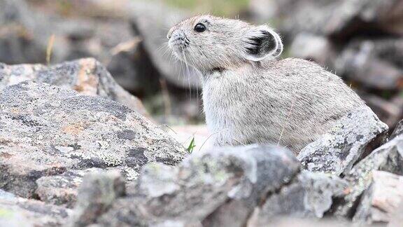 加拿大落基山脉的鼠兔