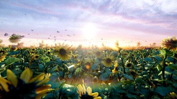 日出时田野里的向日葵美丽的田野向日葵蝴蝶和昆虫在夏天