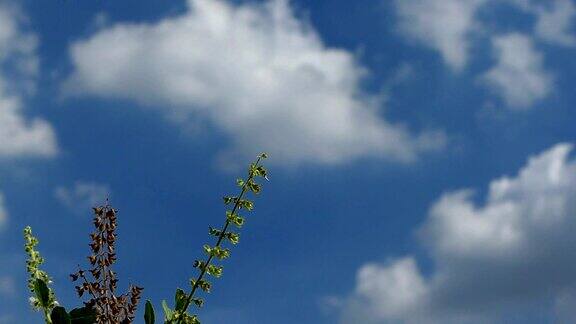 绿色的植物和蓝色的天空