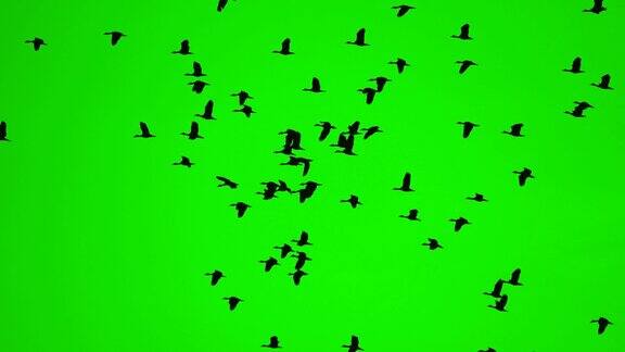 绿幕背景上鸟群飞翔野鸟高观生命自由