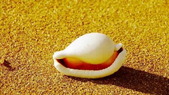 白色的海螺在金色的沙滩上风吹沙