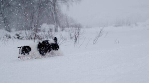 可爱的雪橇狗小狗在雪中跋涉