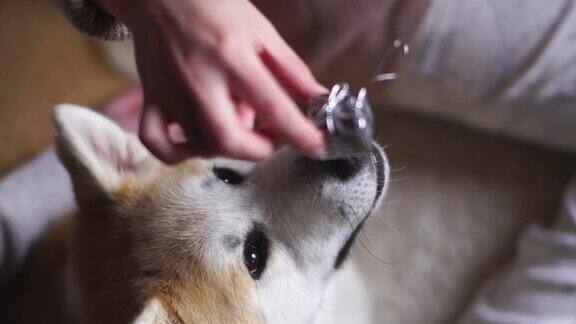 秋田犬试图用牙齿抓住一个小玩具的慢镜头