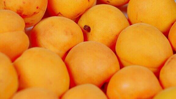 明黄色和红色的杏子慢慢旋转的水果