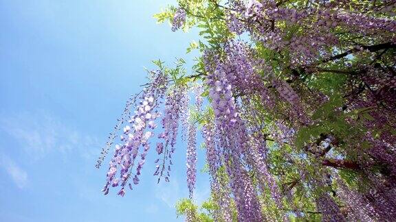 紫藤(wisteriasinensis)是紫藤属的木质、落叶、多年生攀缘藤本植物