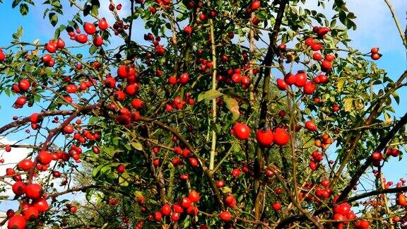 秋天的山楂丛中有许多鲜红健康的浆果
