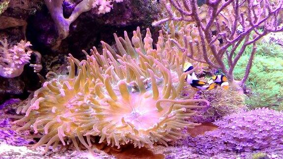 在充满热带鱼和植物的海洋水族馆里有小丑鱼和海花