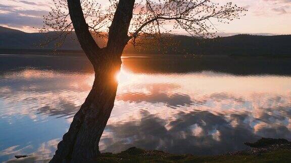 湖岸上一棵枝繁叶茂的树