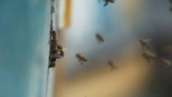 蜂群飞进养蜂场的特写