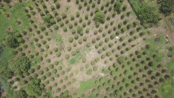头顶无人机拍摄的胡椒种植园