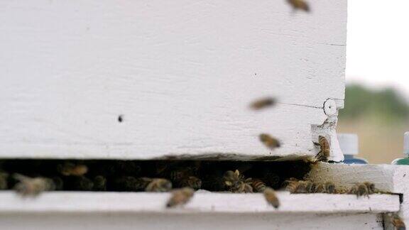 蜜蜂围着蜂箱飞