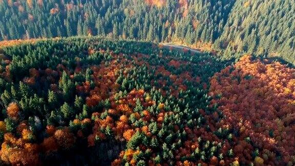 在喀尔巴阡山脉阳光明媚的秋天飞过美丽的混交林充满活力的颜色鸟瞰图