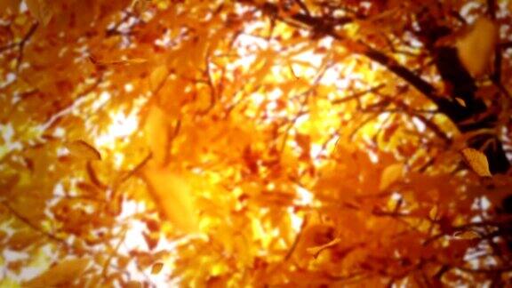 秋天树上的树叶掉落