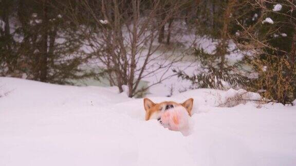 一只柴犬活跃地在冬天的森林里散步