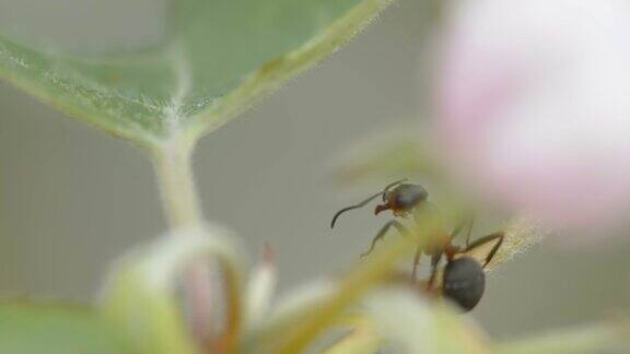 图为爱沙尼亚树叶上的蚂蚁