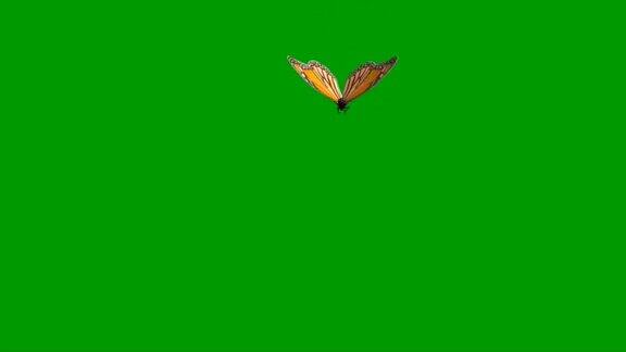 绿幕上飞舞的蝴蝶