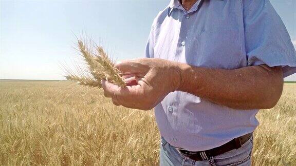 一位资深农民在田间检查小麦作物