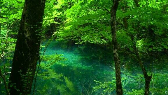 日本青森市白上山池的青池池