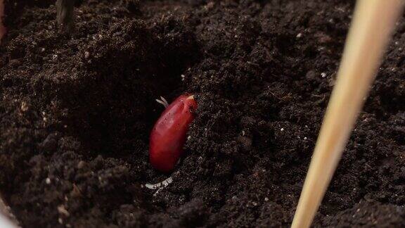 红豆种子在土壤中发芽的种植过程