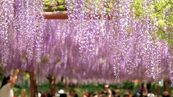 紫藤(wisteriasinensis)是紫藤属的木质、落叶、多年生攀缘藤本植物