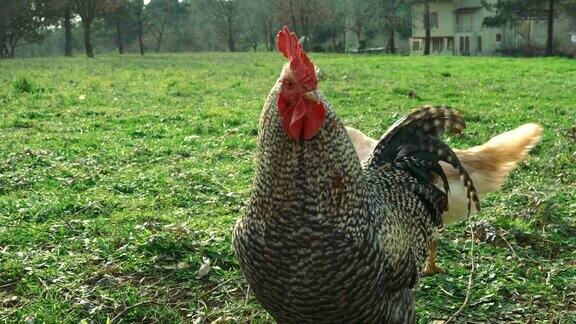 草地上经过公鸡身后的放养鸡