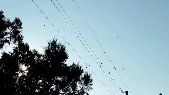 一群燕子在电线上飞来飞去