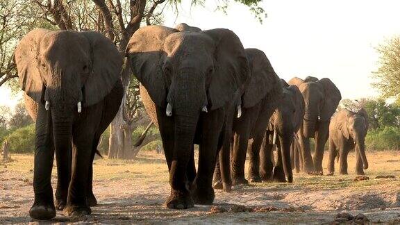 博茨瓦纳一群大象走向摄像机