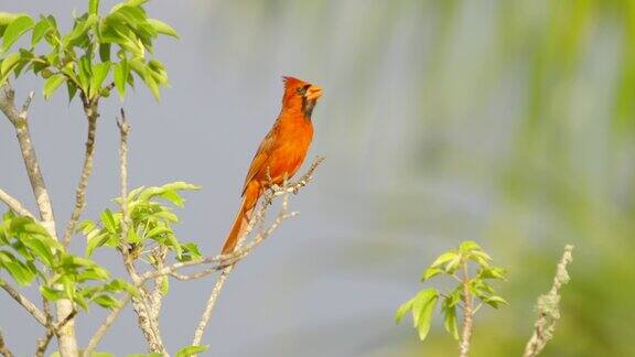 北方红衣主教在沼泽地国家公园的一棵树上唱歌