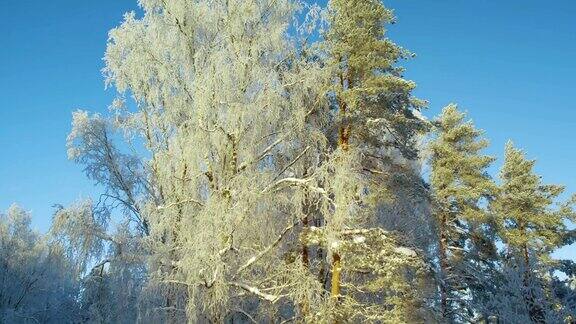 冬天白雪覆盖森林异常美丽