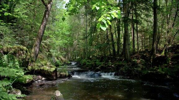 春天森林中的天然溪流