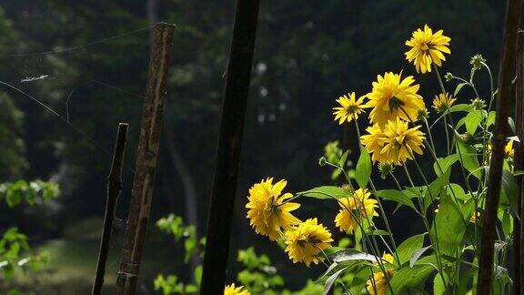 黄花在花园里摇曳