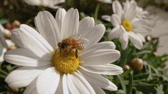 雏菊花和蜜蜂